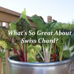What’s So Great about Swiss Chard?