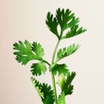 Parsley Health Review